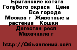 Британские котята Голубого окраса › Цена ­ 8 000 - Все города, Москва г. Животные и растения » Кошки   . Дагестан респ.,Махачкала г.